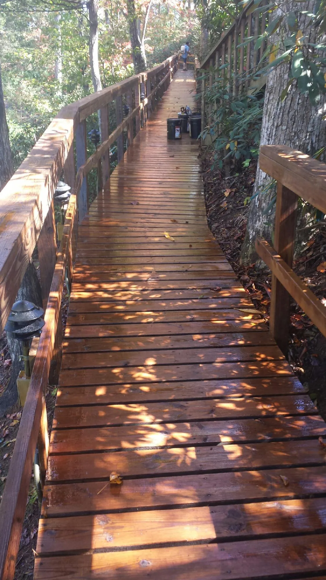 Freshly stained wood walkway winding through the woods in Felton